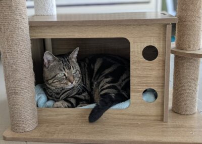 Minou – Adopté en Septembre 2025