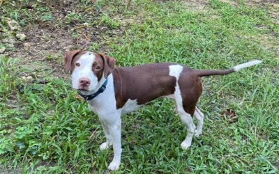 Zoé – Adoptée en Octobre 2025