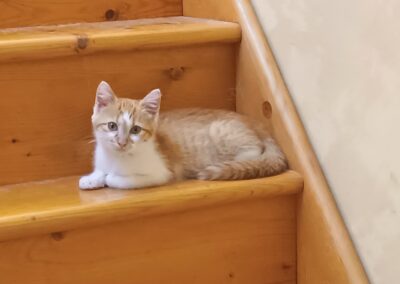 Figo – Adoptée en Septembre 2025