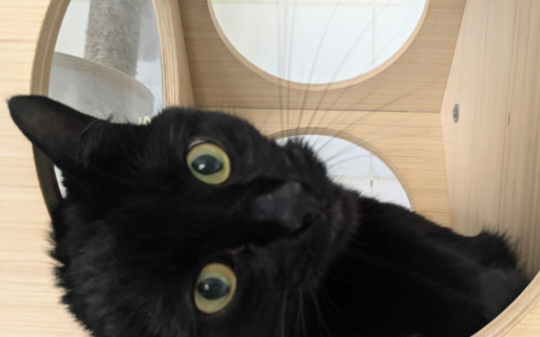 Titou