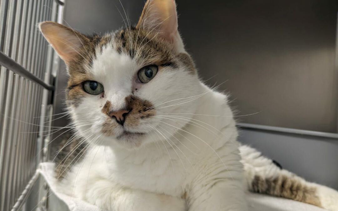 Coyotte – Adopté en Septembre 2025