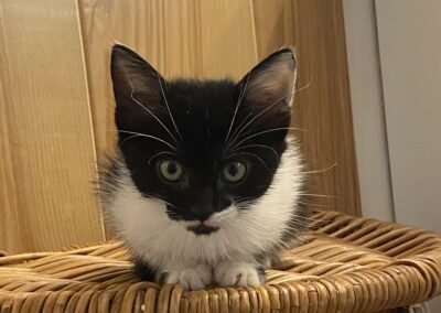 Ange – Adoptée en Septembre 2025