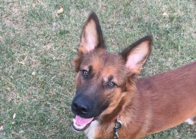 Jumper – Adopté en Novembre 2025