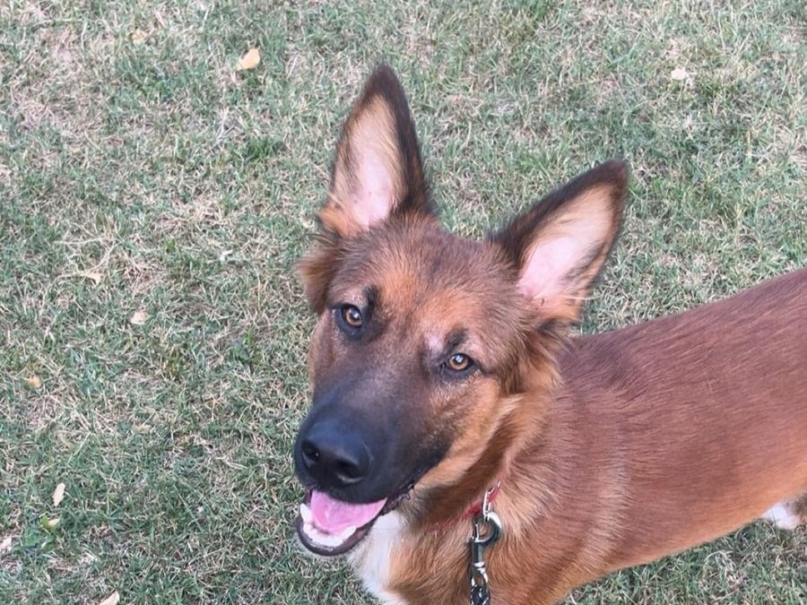 Jumper – Adopté en Novembre 2025