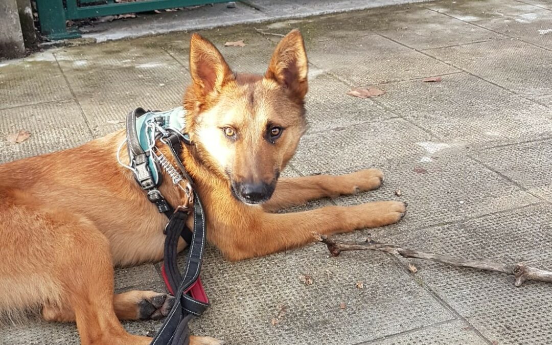 Tao – Adopté en Mars 2025