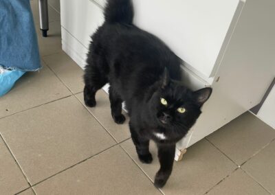 Kobalt – Adopté en Septembre 2025