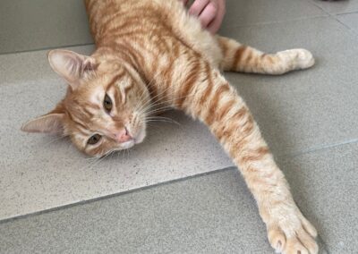 Booskapé – Adopté en Septembre 2025