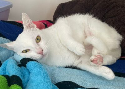 Elsa – Adoptée en Octobre 2025