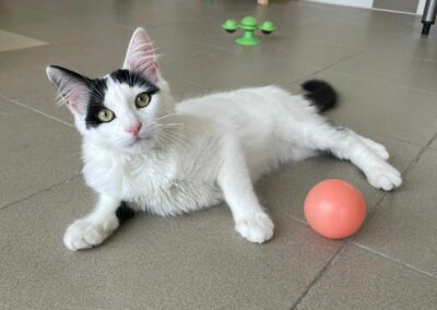 Azzaro – Adopté en Septembre 2025