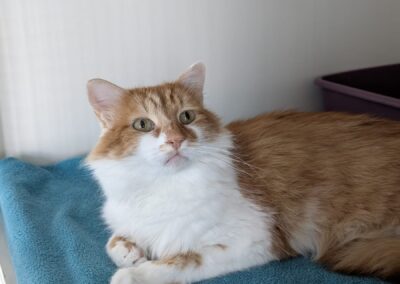 Phoenix – Adopté en Septembre 2025