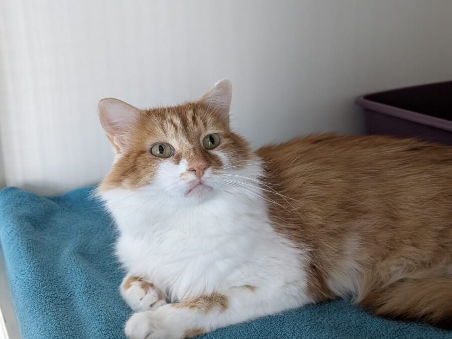 Phoenix – Adopté en Septembre 2025