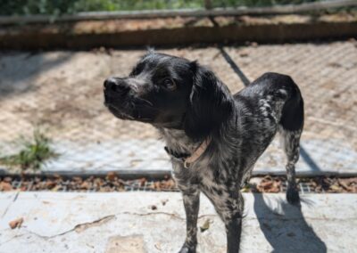 Max – Adopté en Septembre 2025