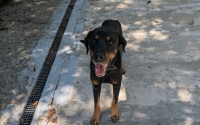 Laytonne – Adopté en Octobre 2025