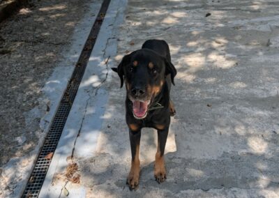 Laytonne – Adopté en Octobre 2025