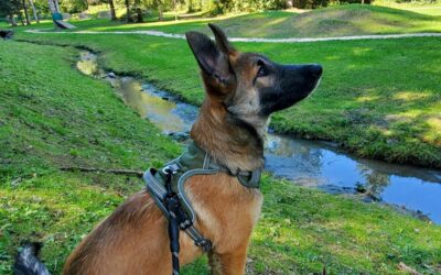 Akyra – Adoptée en Octobre 2025