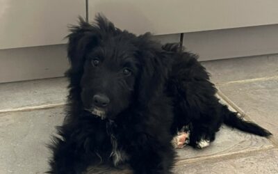 Alfie – Adoptée en Octobre 2025