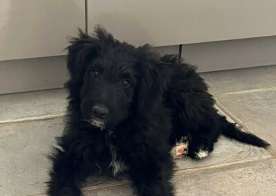 Alfie – Adoptée en Octobre 2025