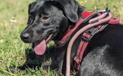 Anubis – Adopté en Octobre 2025