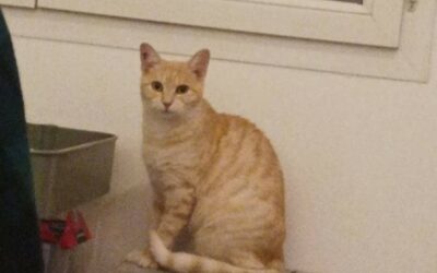 Clairette – Adoptée en Janvier 2026