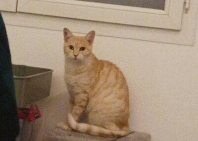 Clairette – Visible en famille d’accueil