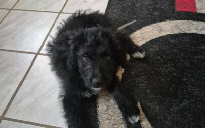 Comète – Adoptée en Octobre 2025