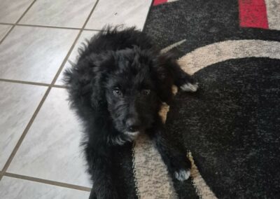 Comète – Adoptée en Octobre 2025