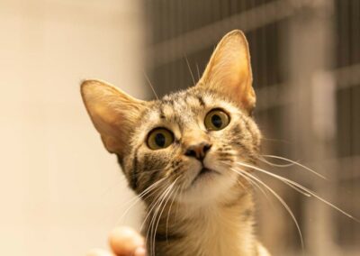 Ambre – Adoptée en Octobre 2025