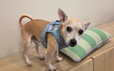 Gaston – Adopté en Octobre 2025