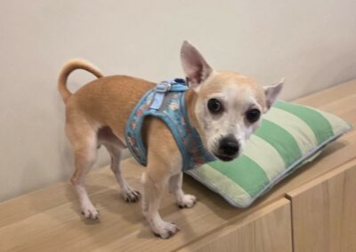 Gaston – Adopté en Octobre 2025