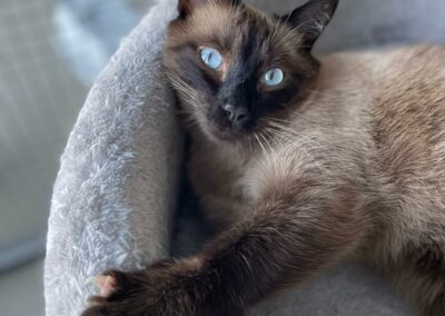 Simba – Adopté en Septembre 2025