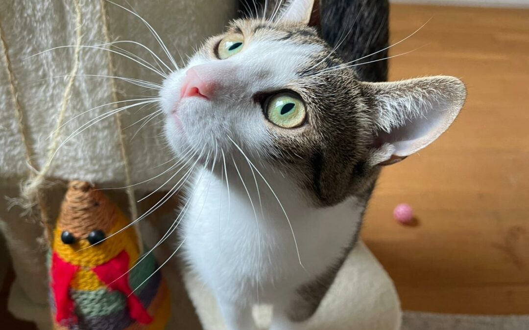 Mushu