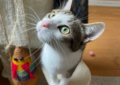 Mushu – Adopté en Octobre 2025