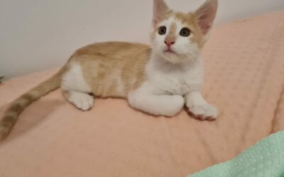 Enzo – Adopté en Octobre 2025