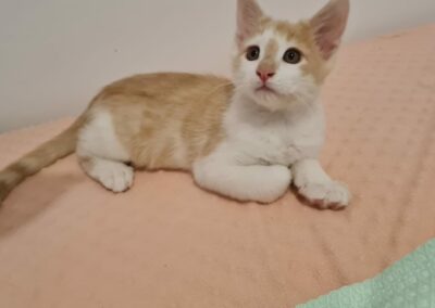 Enzo – Adopté en Octobre 2025