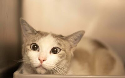 Princesse – Adoptée en Octobre 2025