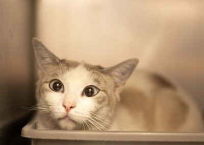 Princesse – Adoptée en Octobre 2025