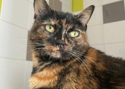 Minette – Adoptée en Octobre 2025