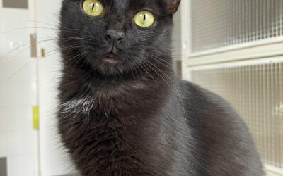 Chanelle – Adoptée en Octobre 2025