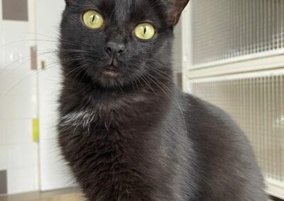 Chanelle – Adoptée en Octobre 2025