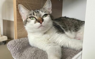 Arissa – Adoptée en Octobre 2025