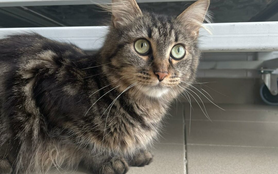Bonnie – Réservée