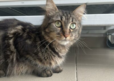 Bonnie – Adoptée en Octobre 2025