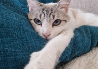 Yuki – Adoptée en Octobre 2025