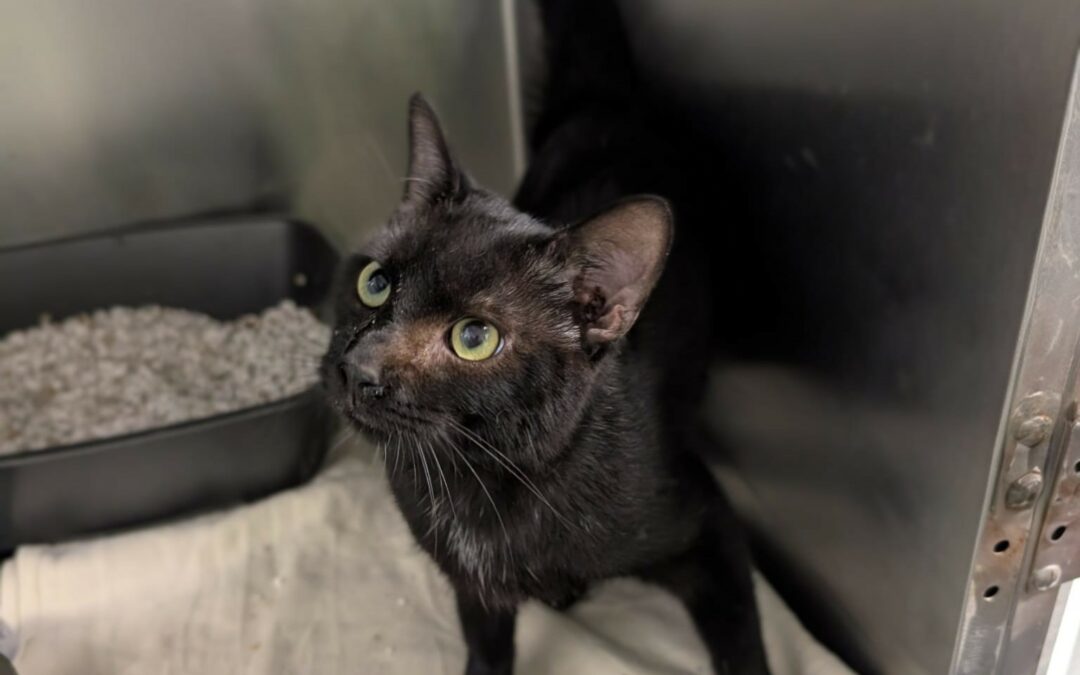 Tchalla – Adopté en Octobre 2025