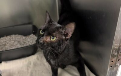 Tchalla – Adopté en Octobre 2025