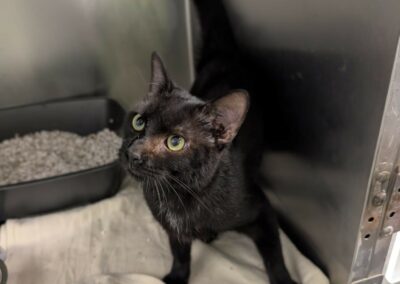 Tchalla – Adopté en Octobre 2025