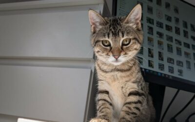 Archy – Adoptée en Octobre 2025