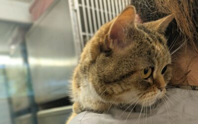 Beth – Adoptée en Octobre 2025