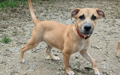 Addy – Adoptée en Octobre 2025