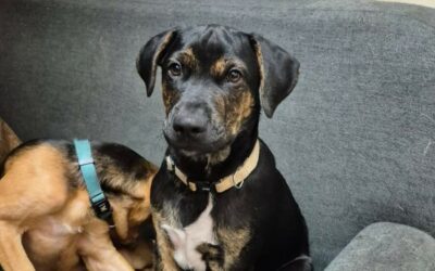 Ares – Adopté en Octobre 2025